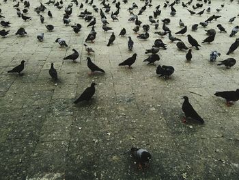 Close-up of birds