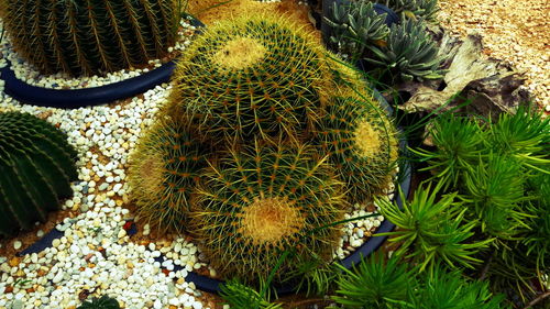 High angle view of succulent plant on field