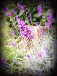 Close-up of purple flowers