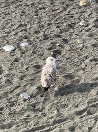 High angle view of seagull on beach