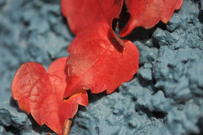 Close-up of red maple leaf during autumn