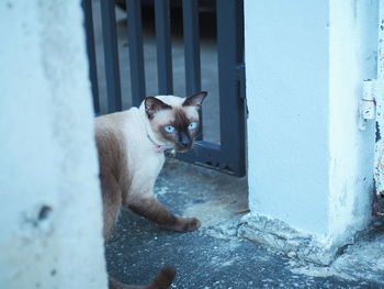 Close-up of cat