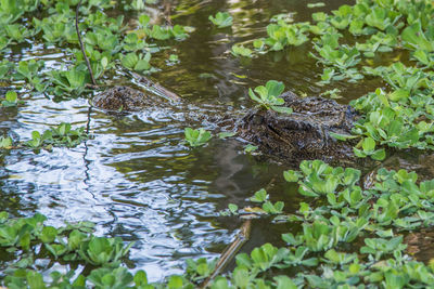 High angle view of duck swimming in lake