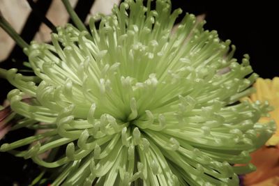 Close-up of water drops on plant