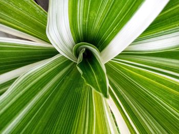 Close-up of palm leaves