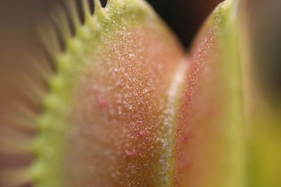 Macro shot of red flowering plant