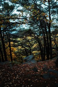 Trees in forest