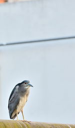 Bird perching on wall