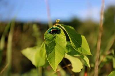 Close-up of ladybug on leaf