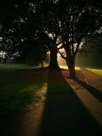 Trees in park