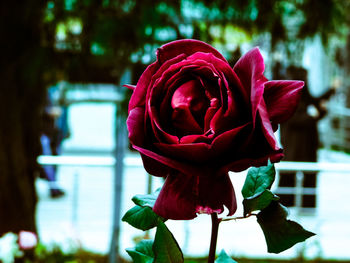 Close-up of red rose blooming outdoors