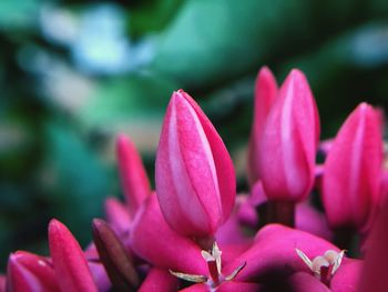 Close-up of pink flowering plant