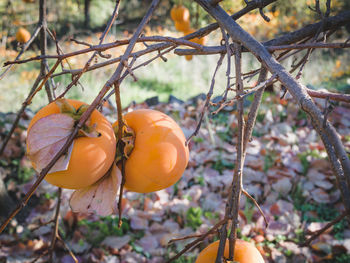 Close-up of pumpkin