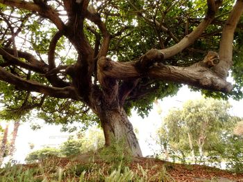 Low angle view of tree against sky