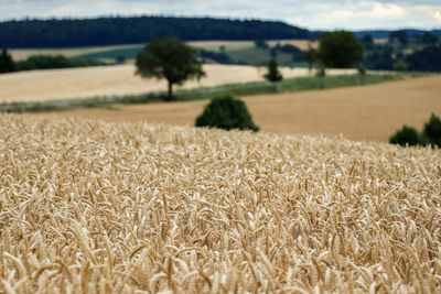 Wheat field against sky