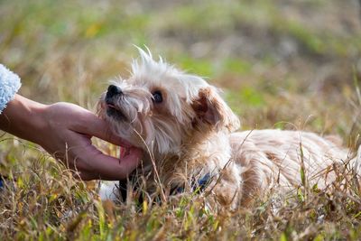 Close-up of a dog on field