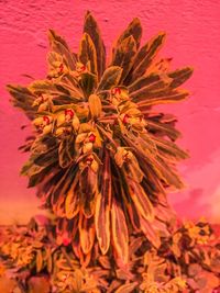 Close-up of red flowers