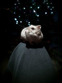 Close-up of hamster standing by christmas tree