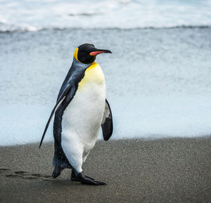 View of a penguin on beach