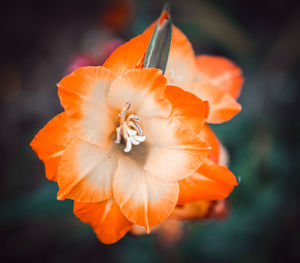 Close-up of orange flower