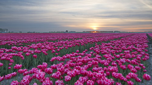 Scenic view of field against sky during sunset