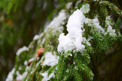 Close-up of snow covered pine tree