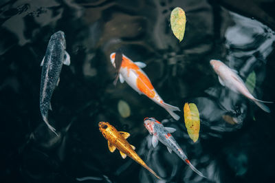 High angle view of koi carps swimming in water