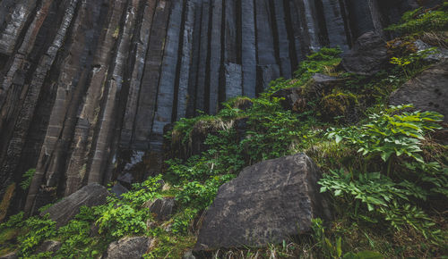 Bamboo trees in forest