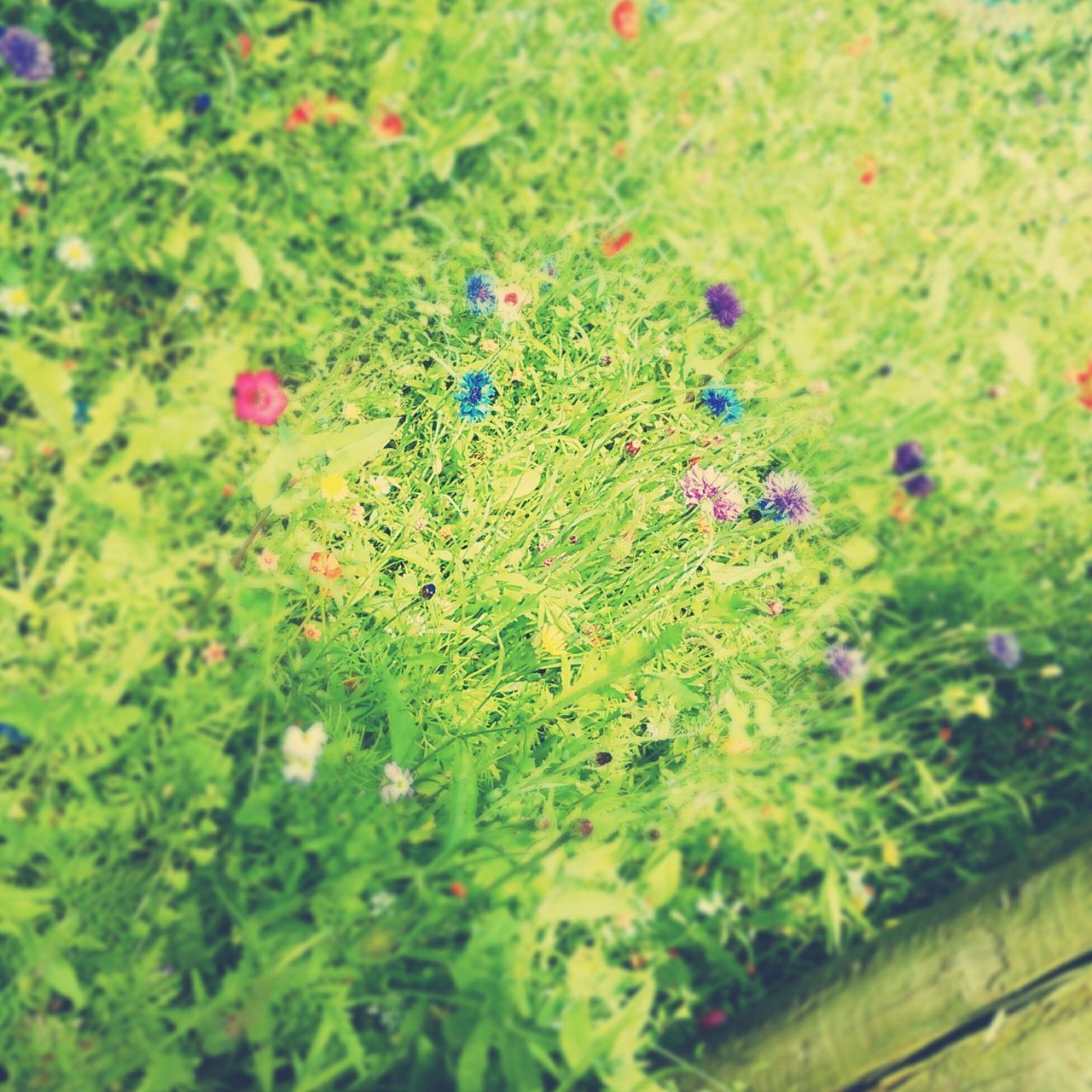 flower, growth, freshness, plant, beauty in nature, green color, fragility, nature, petal, blooming, close-up, selective focus, purple, day, outdoors, pink color, no people, focus on foreground, growing, in bloom, green, botany, flower head, tranquility, multi colored, grass, blossom, abundance, lush foliage