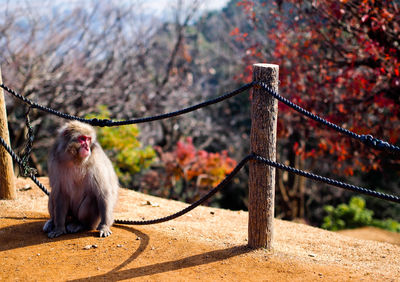 Macaque sitting by railing