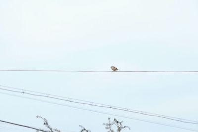 Low angle view of bird perching on cable against sky