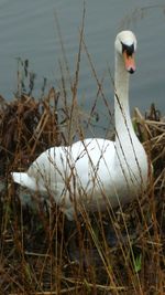 Close-up of swan in lake