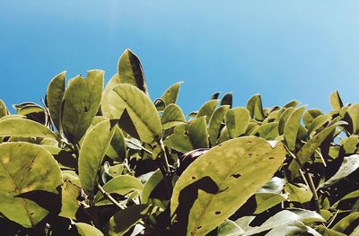 Low angle view of prickly pear cactus against clear sky