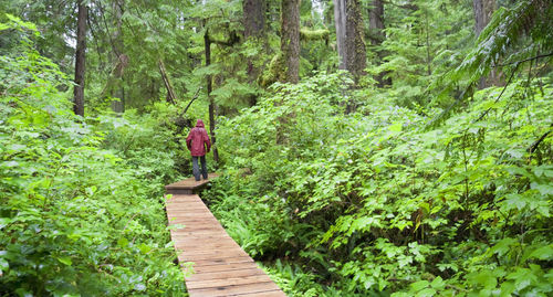 Rear view of man walking in boardwalk at forest