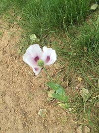 Close-up of pink flower