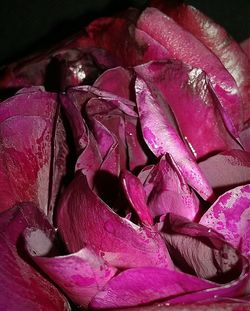 Close-up of pink flowers