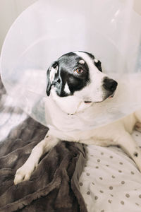 Sick labrador dog with elizabethan collar cone after surgical intervention lying in bed