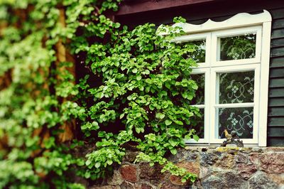 Ivy growing on wall