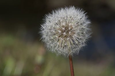 Close-up of dandelion flower