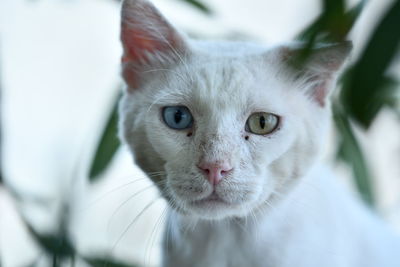Close-up portrait of white cat