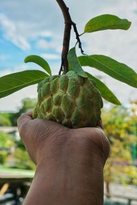 Close-up of hand holding leaf