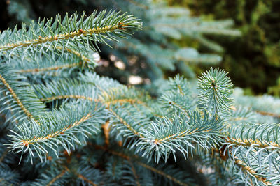 Close-up of pine tree