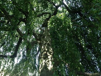 Low angle view of trees in forest