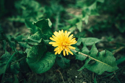 Blooming yellow dandelion flowers taraxacum officinale in garden on spring time. 