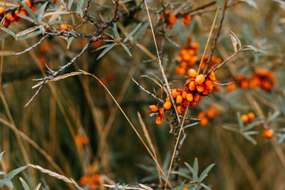 Close-up of orange insect on plant