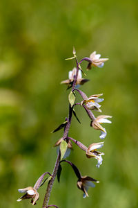 Close-up of insect on plant