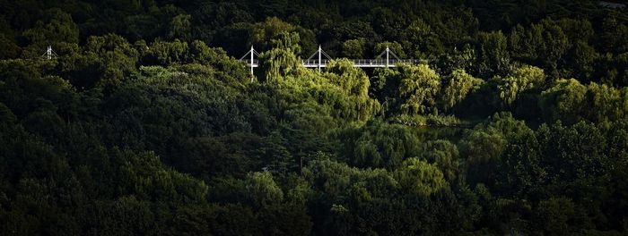 High angle view of pine trees in forest