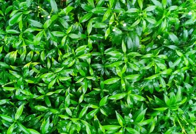 Full frame shot of fresh green plants