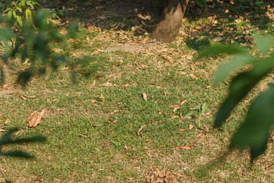 High angle view of leaves on field by trees