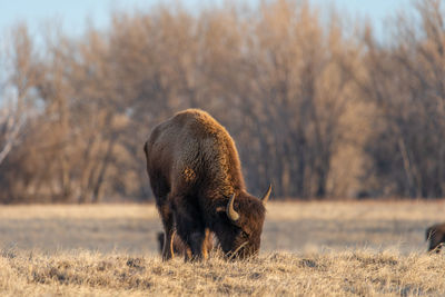 Lion standing in a field